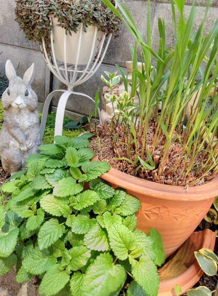 ススキの投稿画像 By 鯱さん レモンバームとクーペリーと多肉植物とマイガーデンとハーブと地植えセダムとハーブの地植え 月4月7日 Greensnap グリーンスナップ