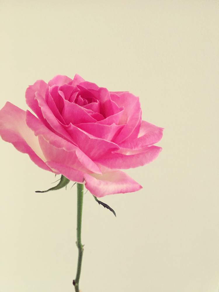 バラ キャンディアバランチェの投稿画像 By みみさん 花のある暮らしとうち花 月4月7日 Greensnap グリーンスナップ