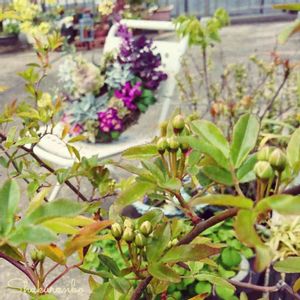 モッコウバラ,黄モッコウバラ,芽吹き,つぼみ,花のある暮らしの画像