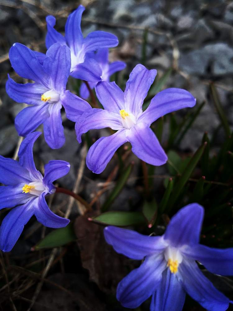 チオノドクサの投稿画像 By 畔道烏さん 春のお花と自然と嬉しいと散歩道と可愛いと星の形と優しい色と紫の花 月4月7日 Greensnap グリーンスナップ