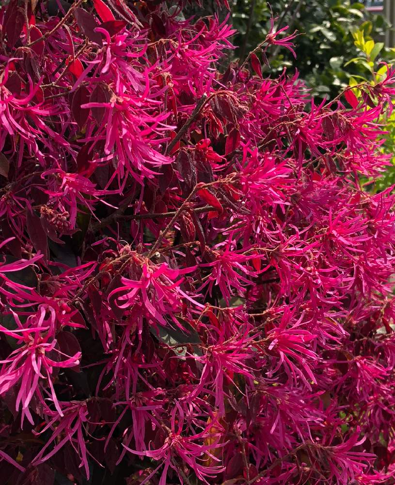 まんさくの花の投稿画像 By プリンさん 月4月7日 Greensnap グリーンスナップ Greensnap グリーンスナップ