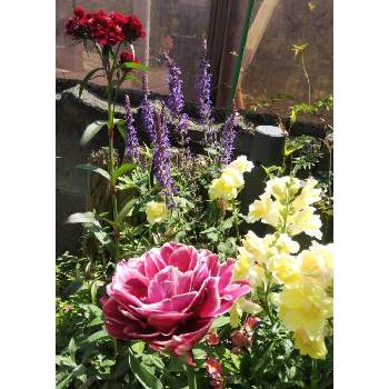 チュウリップ八重の画像 by メリーさん | 小さな庭とキンギョソウ八重とナデシコ切り花用とサルビア ボルドーとチュウリップ八重と小さい花壇と花のある暮らしと狭い花壇と地植え