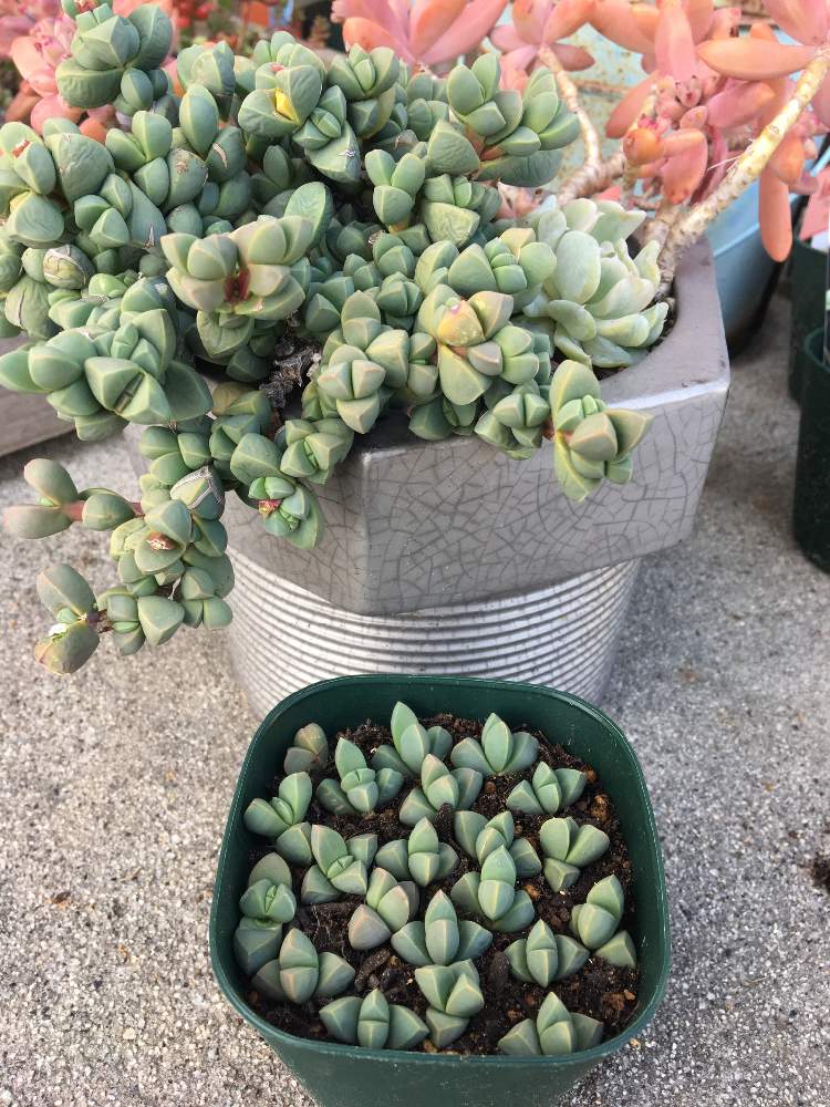多肉葉挿しの投稿画像 By ぶ ちんさん レーマニーと多肉植物と植物のある暮らしとカット苗と多肉のある暮らしと緑のある暮らしと多肉女子と多肉 カット苗と花のある暮らしと葉挿し 月4月7日 Greensnap グリーンスナップ