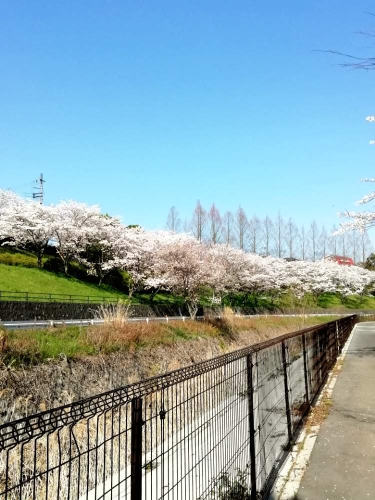 川沿いの桜並木の投稿画像 By Mom Sさん 実家の近くと桜晴れ と春爛漫 月4月7日 Greensnap グリーンスナップ