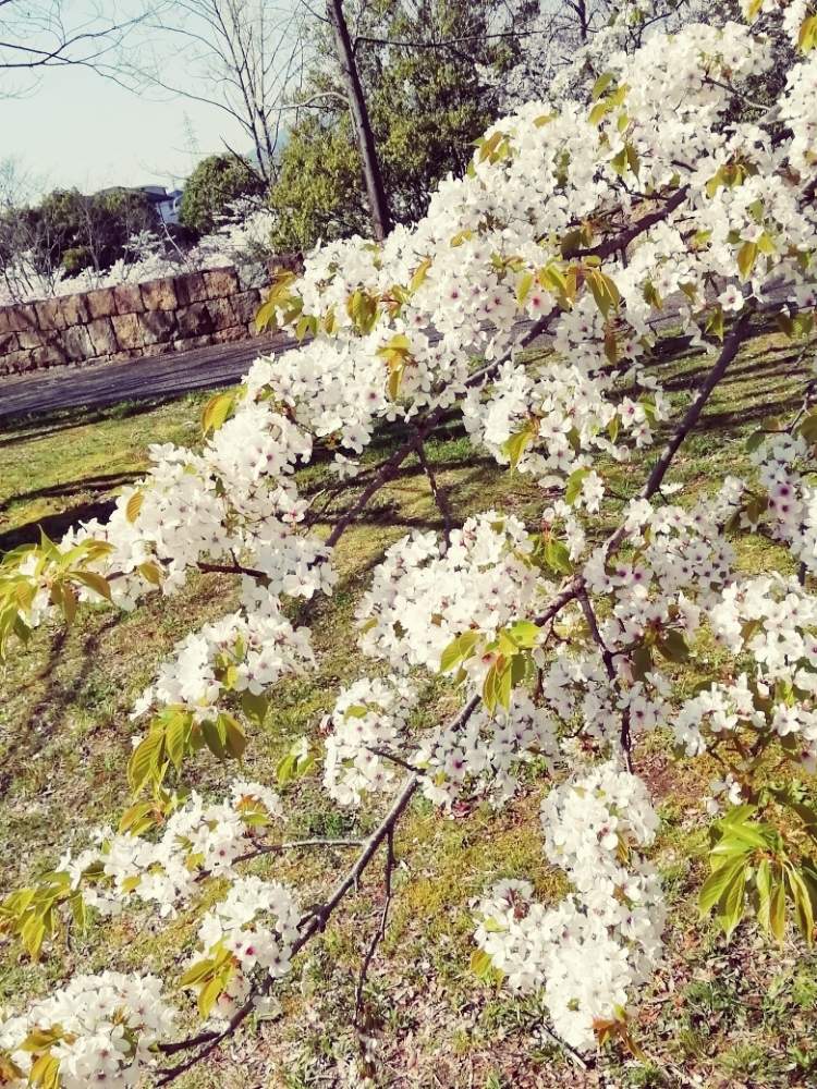 実家の近くの投稿画像 By Mom Sさん 川沿いの桜並木と春爛漫 と花のある暮らしと桜晴れ 月4月7日 Greensnap グリーンスナップ