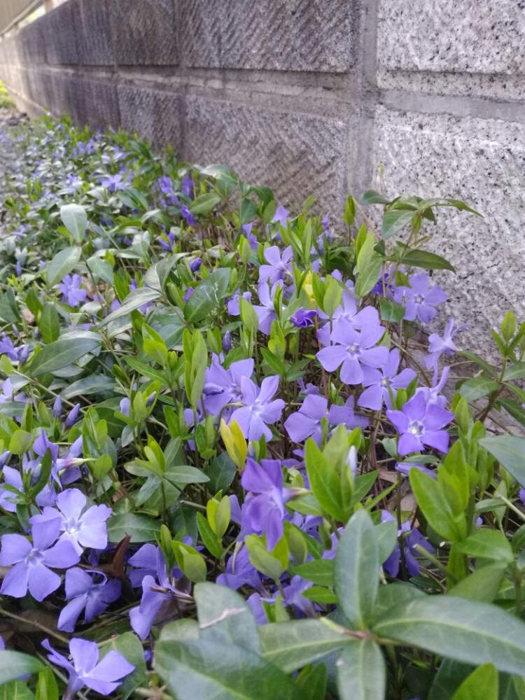 ツルニチニチソウの投稿画像 By Rei さん 花のある暮らしと大好きな色とグランドカバーの花と紫の花とガーデニング 月4月7日 Greensnap グリーンスナップ