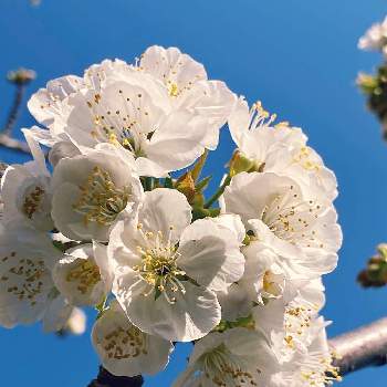 画像 アメリカンチェリー 花 3297 アメリカンチェリー 花言葉