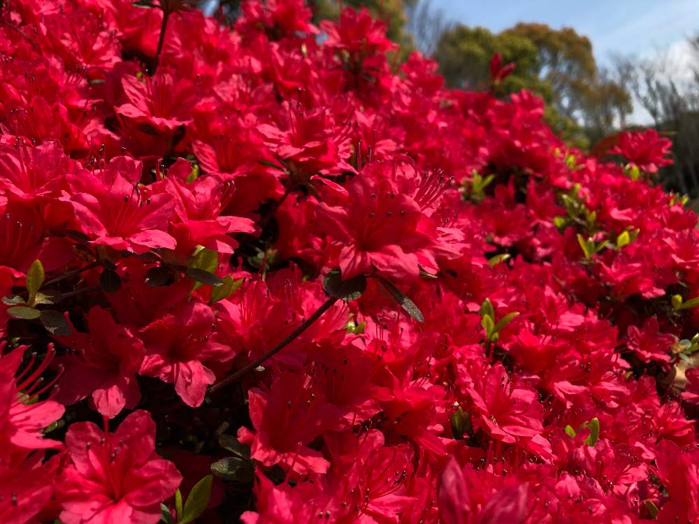 ツツジの投稿画像 By ピノコさん 赤い花とツツジ科と赤い花とツツジ科 月4月7日 Greensnap グリーンスナップ Greensnap グリーンスナップ