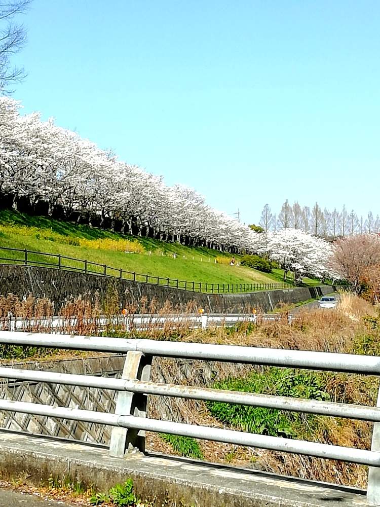 実家の近くの投稿画像 By Mom Sさん 川沿いの桜並木と春爛漫 と花のある暮らしと桜晴れ とさくら桜サクラ 月4月7日 Greensnap グリーンスナップ