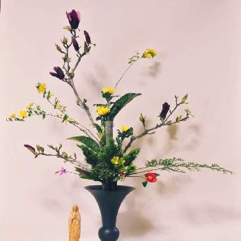 紫モクレンの画像 by 東風さん | 和室と山吹の花と紫モクレンと季節の移ろい✨といけばなと花のある暮らし