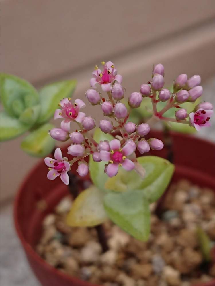 ルペストリスの投稿画像 By Miccoさん 多肉植物と多肉の花と多肉のある暮らしとピンク色の花と花のある暮らし 月4月7日 Greensnap グリーンスナップ