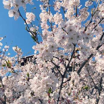 義実家の画像 by fumofumoさん | お出かけ先と桜満開と義実家