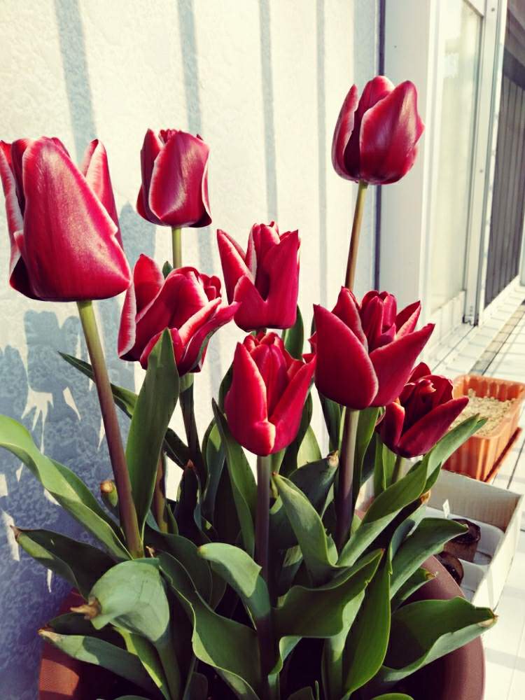 チューリップアルマーニの投稿画像 By 蜜さん 花のある暮らしとおうち園芸とチューリップフォトコン 月4月8日 Greensnap グリーンスナップ