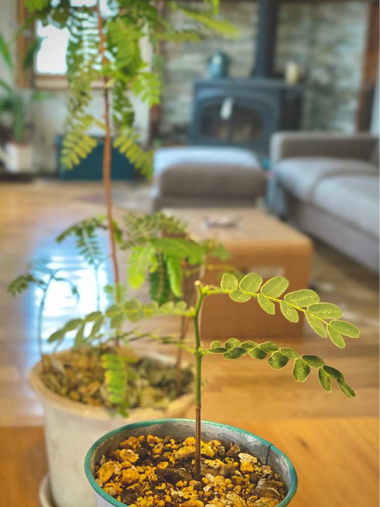 タマリンドの投稿画像 By みきおさん 剪定と自然との共生とまさか と種からとgs映えと南国計画とおうち園芸と北の大地からと観賞兼用果樹と北海道 からと実生とタイの植物と寒い朝とオホーツクと北海道とインドネシアの植物 月4月8日 Greensnap グリーンスナップ