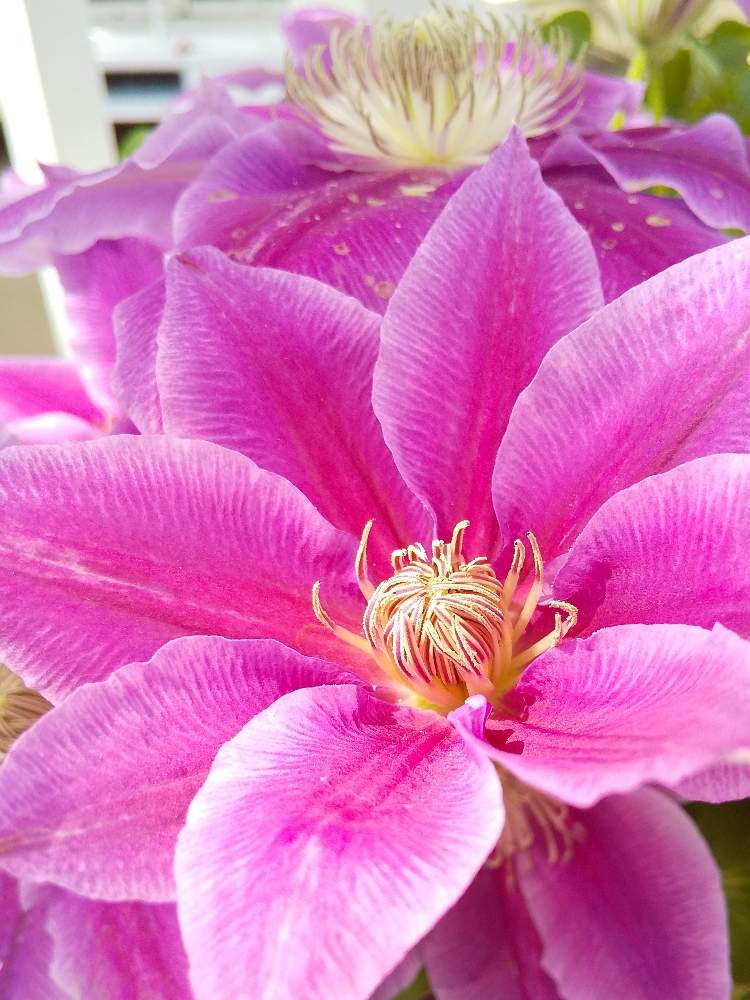 クレマチスの投稿画像 By たまごさん ピンクの花とクレマチス と綺麗な花と花木センターと花のある暮らしとかわいい花 月4月8日 Greensnap グリーンスナップ