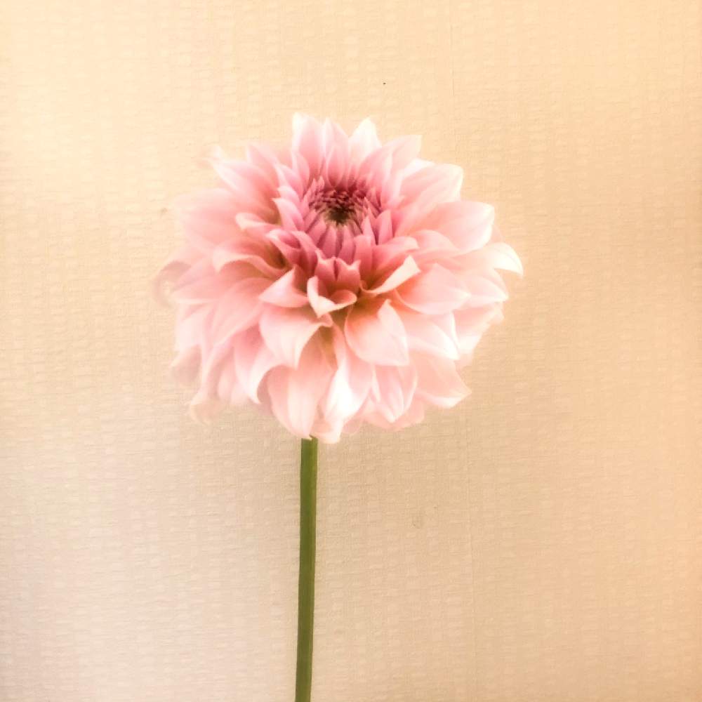 ダリアの投稿画像 By Makiさん 切り花とお花屋さんと花のある暮らし 月4月8日 Greensnap グリーンスナップ