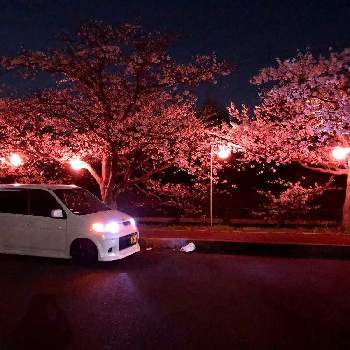 そめいよしのの画像 by みーさん | 夜桜と自己満とそめいよしのと桜と車
