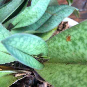 パフィオペディラム リアの投稿画像一覧 Greensnap グリーンスナップ