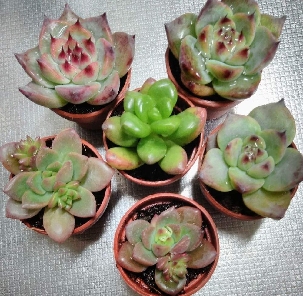 チワワエンシスの投稿画像 By 鯱さん 松の緑と多肉植物とダイソー多肉とマッコスとキッチンと多肉植物とダイソー多肉 月4月8日 Greensnap グリーンスナップ Greensnap グリーンスナップ