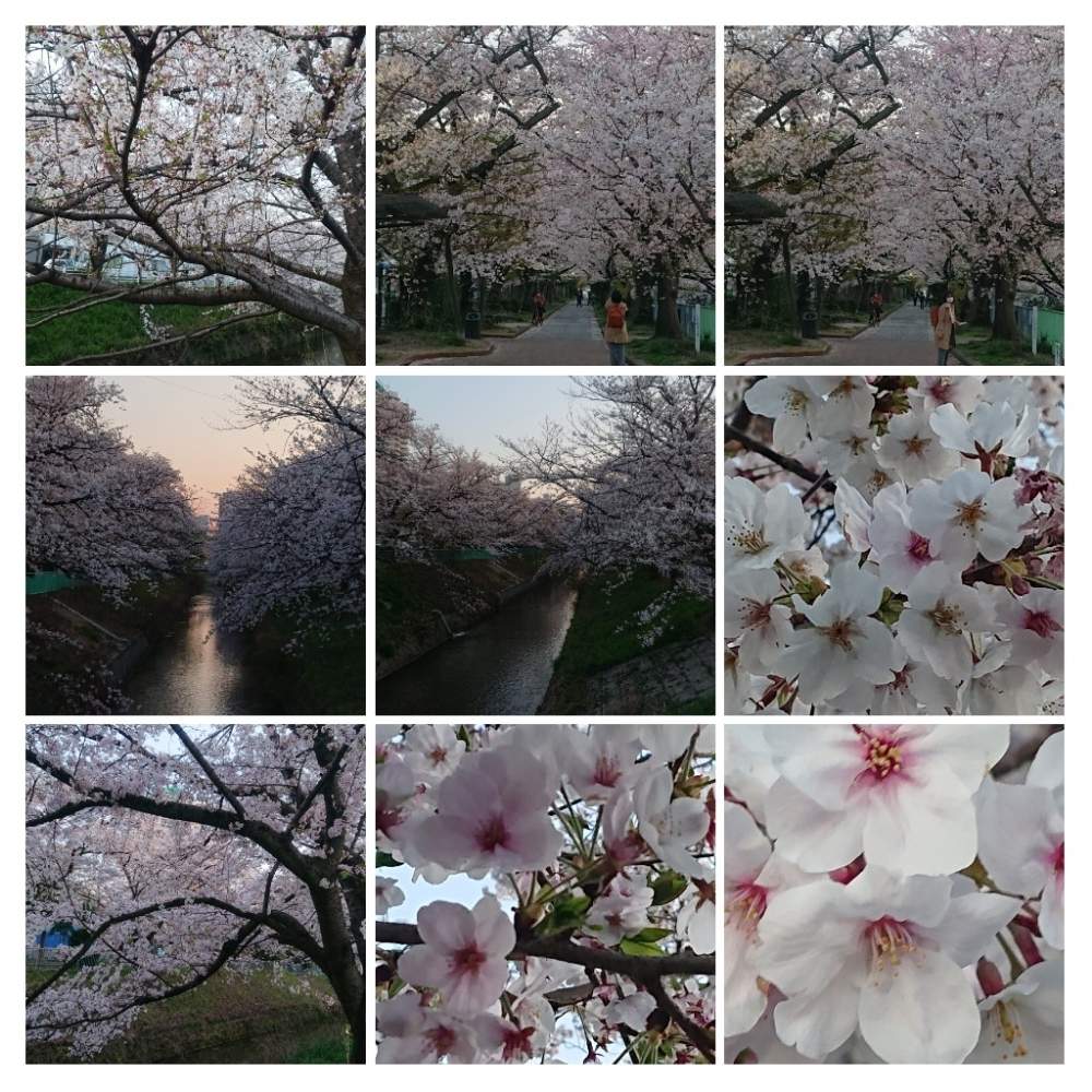 桜 さくらの投稿画像 By Sangopapaさん 花のある暮らしと桜フォトコンと御用水の桜と夕暮れ時の桜 月4月8日 Greensnap グリーンスナップ