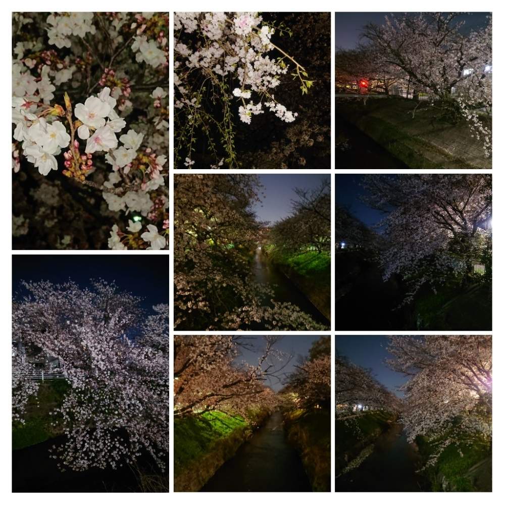 桜 さくらの投稿画像 By Sangopapaさん 夜桜と花のある暮らしと桜フォトコンと御用水の桜 月4月8日 Greensnap グリーンスナップ