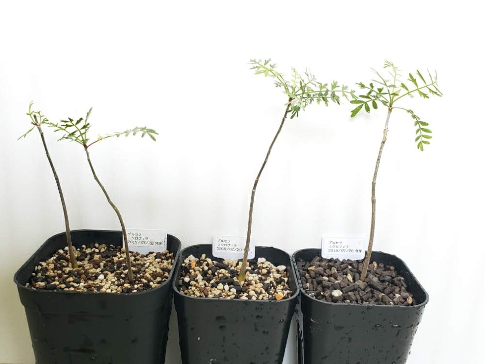 ブルセラ ミクロフィラの投稿画像 By ラミラミさん バルコニー ベランダと多肉植物とブルセラ ミクロフィラと観葉植物とカンラン科ブルセラ属とコーデックスと実生と塊根植物と珍奇植物と多肉植物とブルセラ ミクロフィラと観葉植物とカンラン科ブルセラ属とコーデック