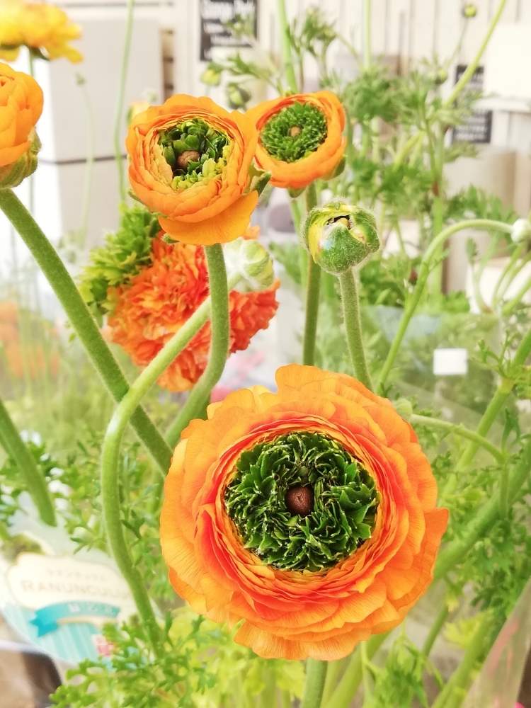 ラナンキュラスの投稿画像 By はやとものかずさん ラナンキュラス 緑芯花 月4月8日 Greensnap グリーンスナップ