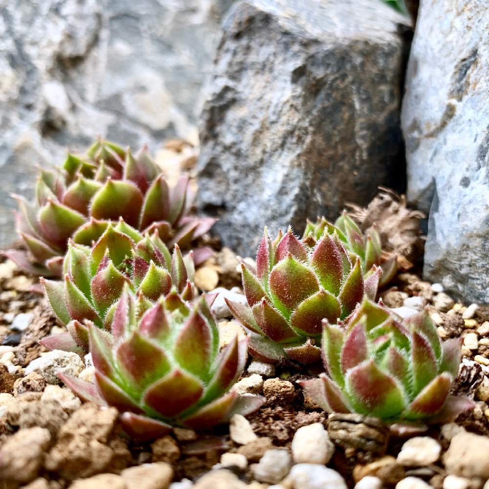 センペルビウム モアハニーブルーホリズンの投稿画像 By Guchaさん Sempervivum More Honey Blue Horizonと魅惑の センペルビウムと新生活を彩る観葉植物フォトコンとロザん家の花壇 月4月8日 Greensnap グリーンスナップ