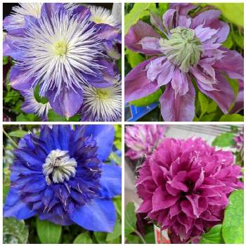 クレマチス レッドスター の投稿画像一覧 Greensnap グリーンスナップ