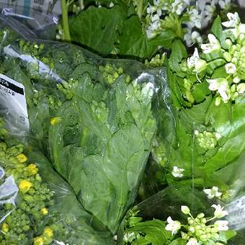 菜の花（食用）の画像 by Nyankoさん | キッチンとわさび菜と菜の花（食用）と良い天気
