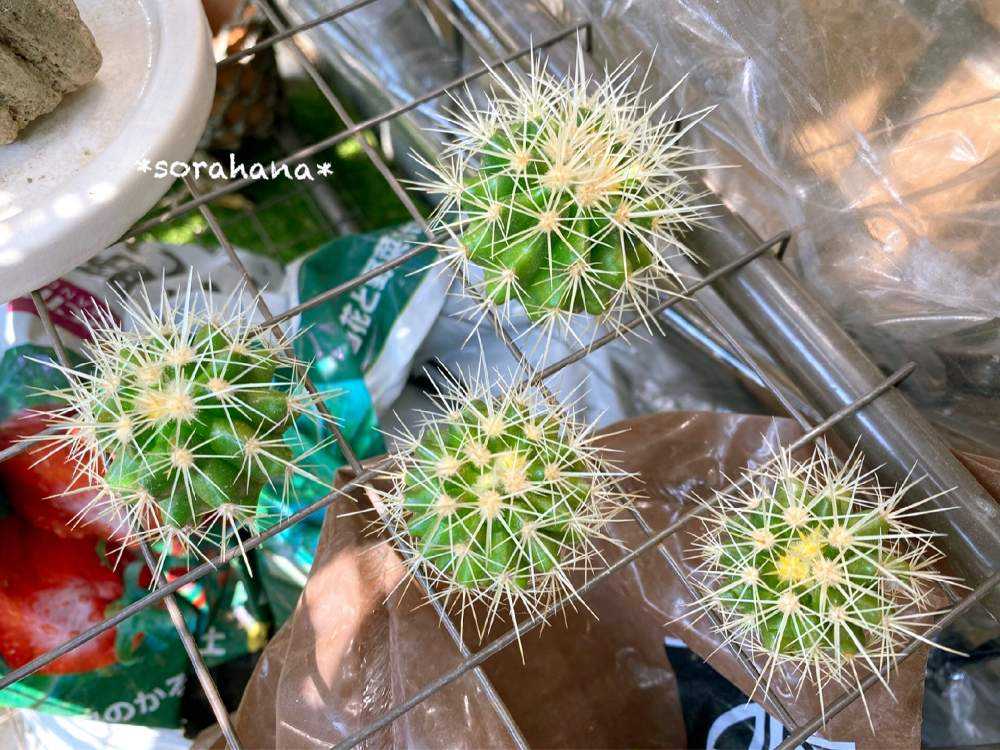 金鯱にお花咲かせ隊🌱｜🍀GreenSnap（グリーンスナップ）