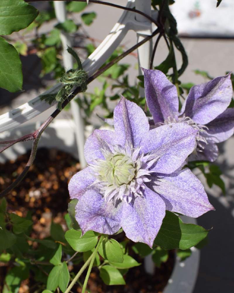 クレマチス 水面の妖精の投稿画像 By ゆっこさん テラス 月4月8日 Greensnap グリーンスナップ Greensnap グリーンスナップ クレマチス 水面の妖精の投稿画像 By ゆっこさん テラス 月4月8日 Greensnap グリーンスナップ Greensnap グリーンスナップ