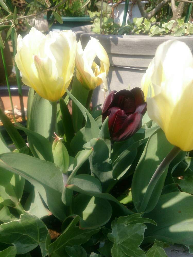 黒チューリップ コンチネンタルの投稿画像 By 月下美男さん チューリップ スィートハート とチューリップ とスマホ撮影と 秋植え球根 フォトコンテストときれいなお花とダークカラー 月4月8日 Greensnap グリーンスナップ