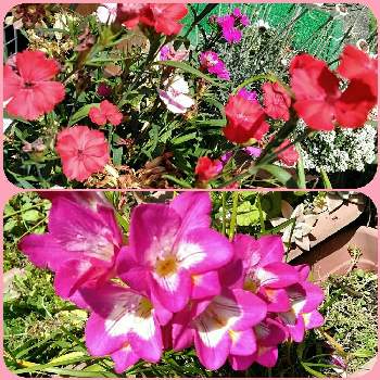 フリージャーの投稿画像一覧 Greensnap グリーンスナップ