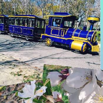 観覧車の画像 by Yしのぶさん | お出かけ先と公園の桜と花で癒されと大阪城公園と観覧車と花のある暮らしと公園のシャガ