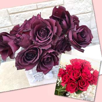 バラ サムライの画像 by ひろちゃんさん | バラと薔薇とバラ サムライと赤い花と水曜ローズショー