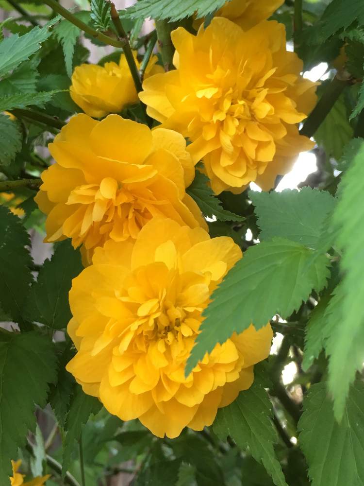 お出かけ先の投稿画像 By ひみこさん 八重ヤマブキと山吹の花と花のある暮らしとヤマブキ属とヤマブキ と八重ヤマブキと山吹の花と花のある暮らしとヤマブキ属とヤマブキ 月4月8日 Greensnap グリーンスナップ Greensnap グリーンスナップ