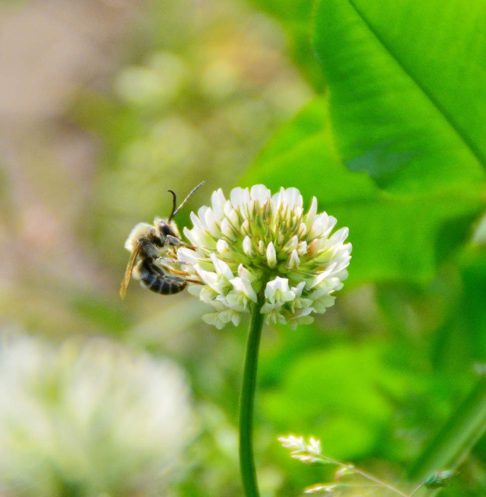 シロツメクサの投稿画像 By ヒマワリさん 野の花が好きと今日の花写真とかわいい と花と蜂と花のある暮らしと花が好きと畑と昆虫写真と野の花が好きと今日の花写真とかわいい と花と蜂と花のある暮らしと花が好きと昆虫写真 月4月8日 Greensnap グリーン