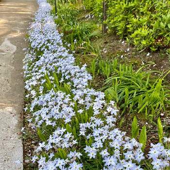 ハナニラ（花韮）の画像 by hotaruさん | お出かけ先とハナニラ（花韮）と紫色と花のある暮らしと白色と野草　山野草
