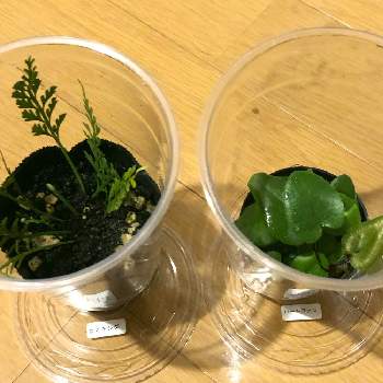 ハートファンの投稿画像一覧 Greensnap グリーンスナップ