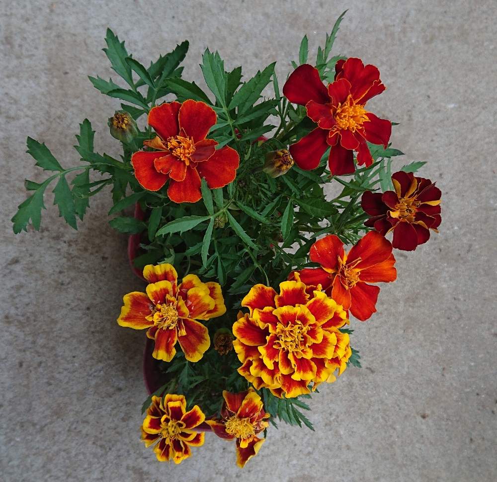 春のお花の投稿画像 By Plants Of Lifeさん はなざかりとおうち園芸とマリーゴールドコンパニオンプランツと花のある暮らし 月4月8日 Greensnap グリーンスナップ