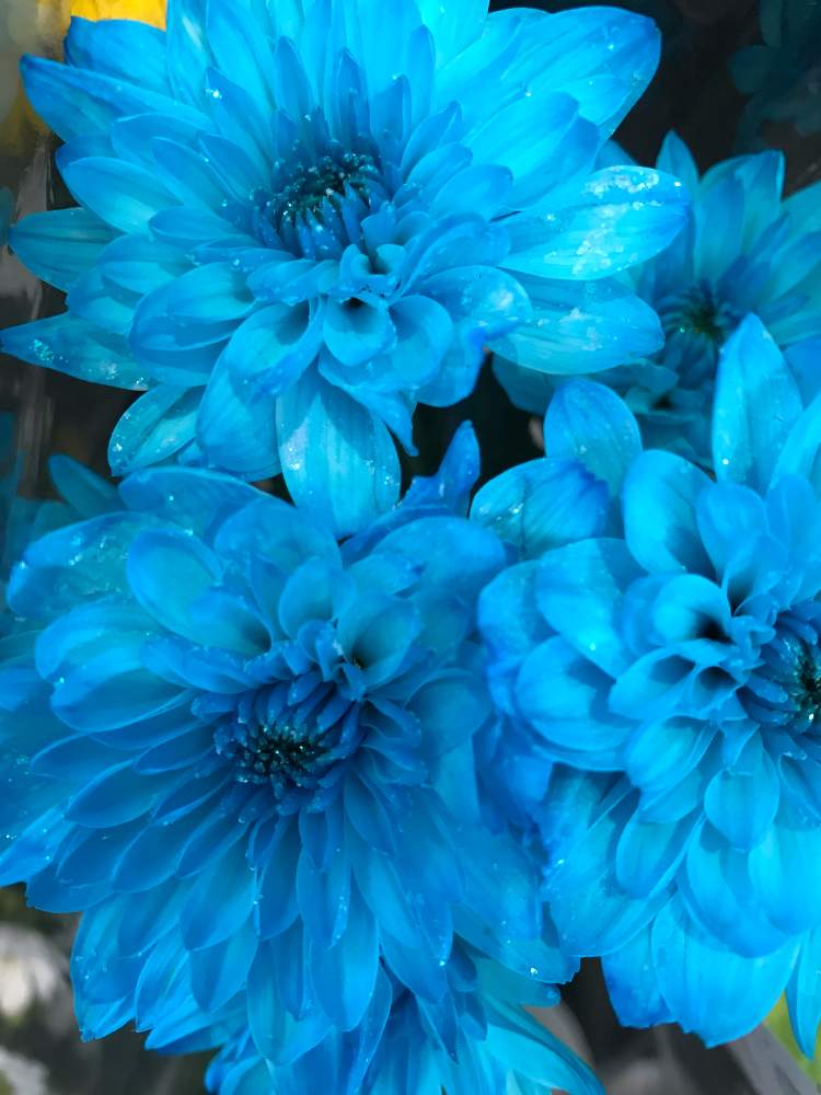 チーム ブルーno 001の投稿画像 By ひろりん さん 青い春と青い花マニアとチーム ブルーと切り花とiphone撮影と珍しい青い花 見つけたとチーム ブルーno 001と青い春と青い花マニアとチーム ブルーと切り花とiphone撮影と珍しい青い花見つけた 月4月8日