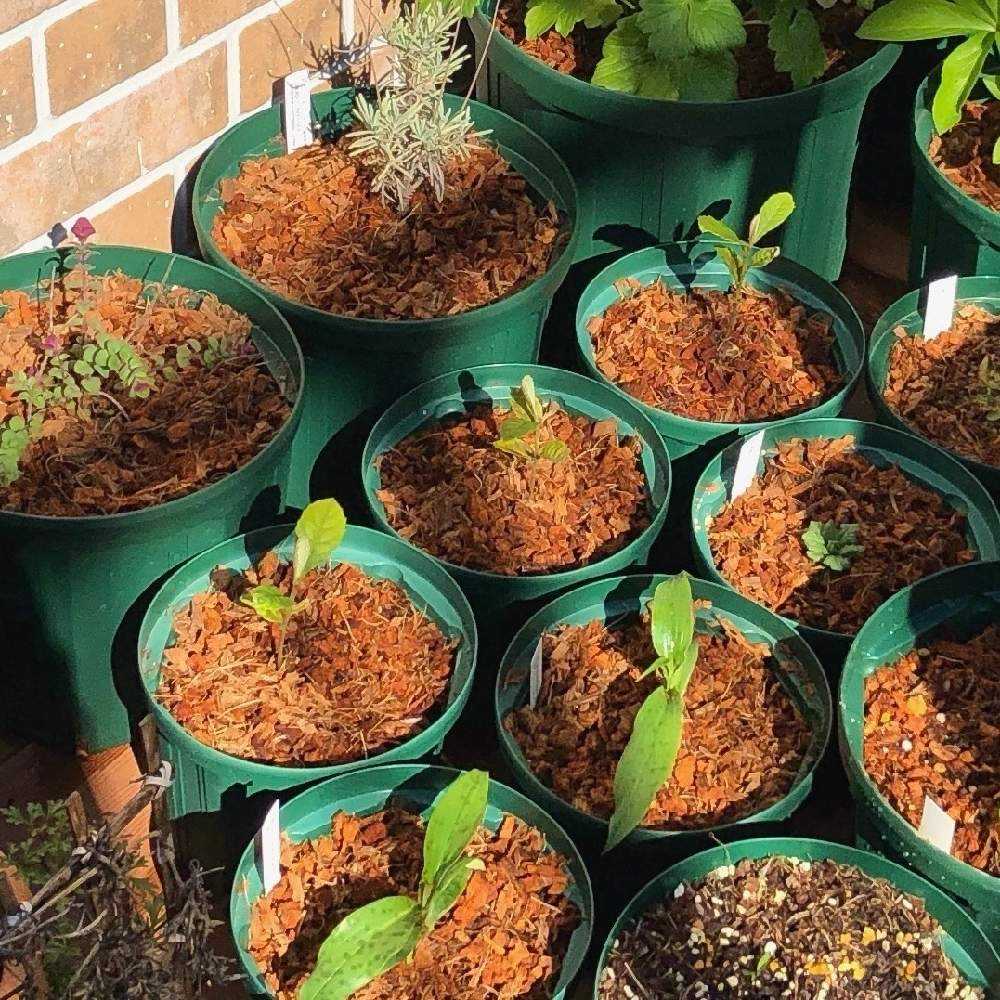 ビワ 8年生 実生苗 種から育てました 栄養満点！『びわ』の種を