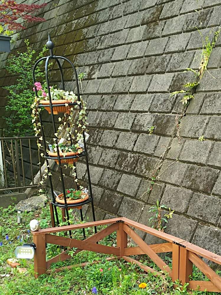 アイビーの投稿画像 By ツル植物だらけの庭さん 四季咲きイチゴ4種とネメシアニモピンクとオベリスクとガーデニング初心者とツル性植物とイチゴ栽培とツタ 月4月9日 Greensnap グリーンスナップ