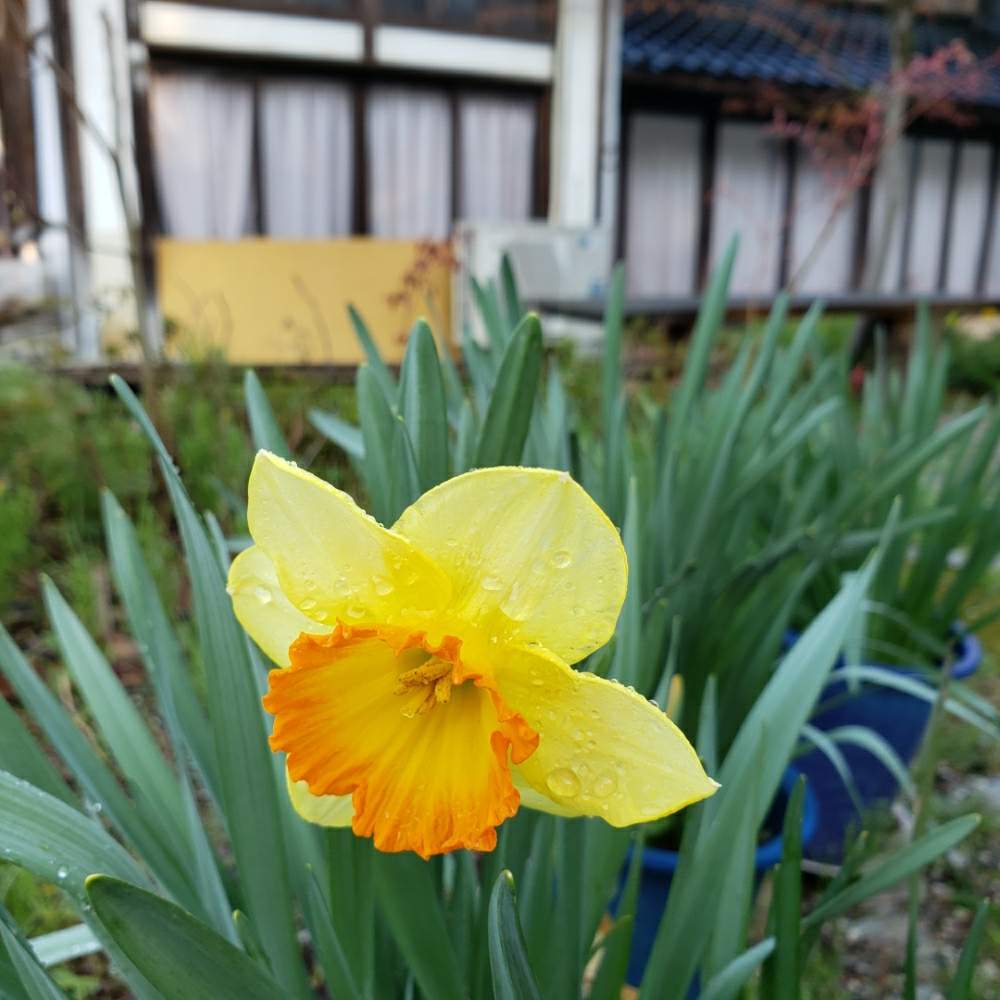 けんぱちさんの投稿画像 月4月9日 Greensnap グリーンスナップ