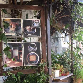 隠れ家の画像 by &ぼやくんさん | 棚と化石のあるカフェとゆっくりカフェタイムと隠れ家とぼーっとしたい時と鉱物のあるカフェと静かな至福と植物のあるカフェと花のある暮らしと隠れカフェ