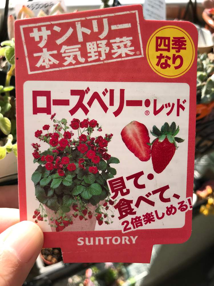 ローズベリーレッドの成長記録 Greensnap グリーンスナップ