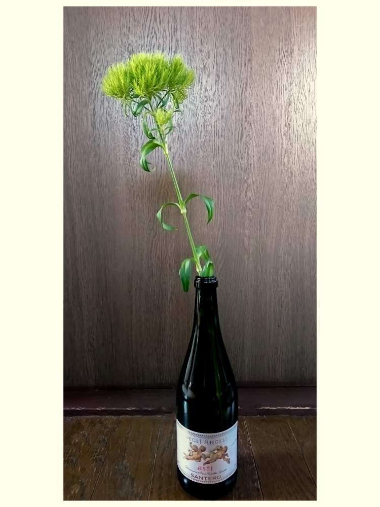 Astiの投稿画像 By Taya S Lab さん 緑の花と水挿しとポンポンとワインボトルと切り花と一輪挿しとグリーンの花と テマリソウとフレッシュと艶々の質感とふわふわと たや切り花 月4月9日 Greensnap グリーンスナップ