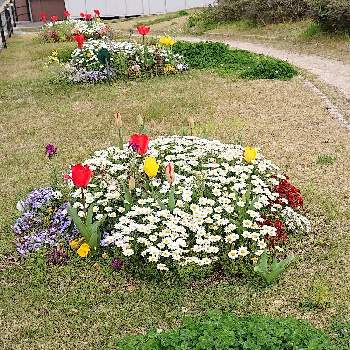 美しい花壇の投稿画像一覧 Greensnap グリーンスナップ