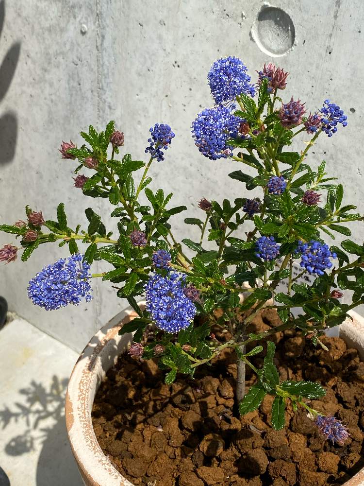 セアノサスの投稿画像 By Keisukeさん カリフォルニアライラックとセアノサス パシフィックブルーと樹木と青い花と鉢植えとガーデニングと花 のある暮らしと青い花マニアと青い花大好き 月4月9日 Greensnap グリーンスナップ